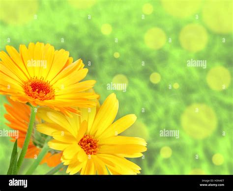 Background with orange flowers Stock Photo - Alamy