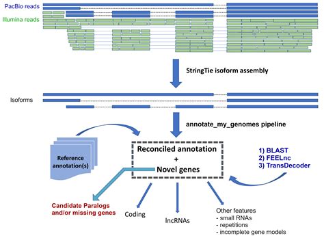 Annotate My Genomes An Easy To Use Pipeline To Improve Genome