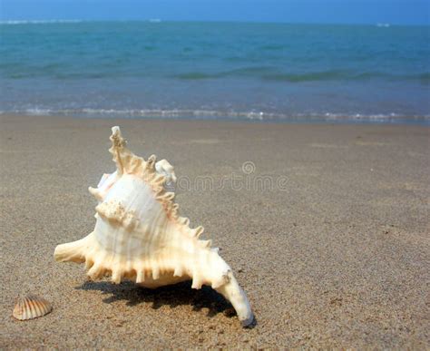 Beautiful View A Shankha Is A Conch Shell Of Ritual And Religious