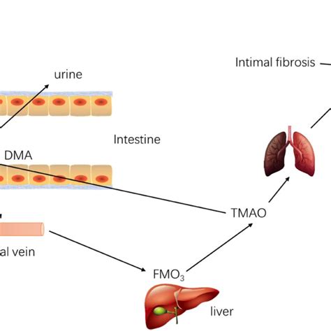 Metabolic Process Of TMAO In Vivo Metabolism Of TMAO I TMA Is