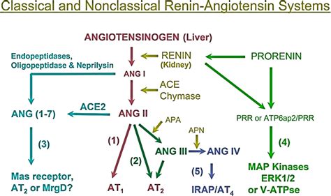 Classical Renin ACE Dependent And Non Renin ACE Dependent Pathways For