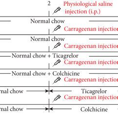 Colchicine Inhibits Carrageenan Induced Thrombosis In Mouse Tail A