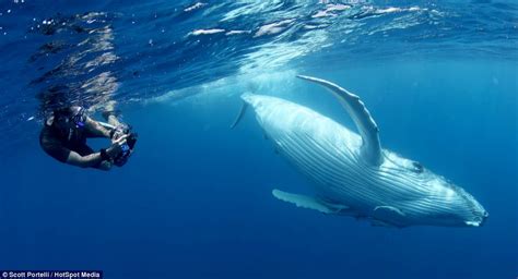 Swimming With Gentle Giants Scott Portelli S Pictures Of Diving With