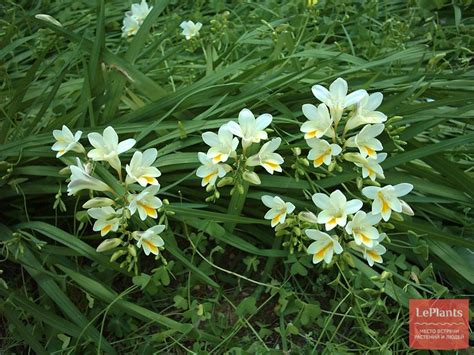 Фрезия надломленная (Freesia refracta) — описание, выращивание, фото ...