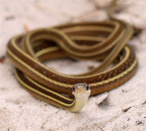 Eastern Ribbonsnake Thamnophis Sauritus Sauritus Flickr