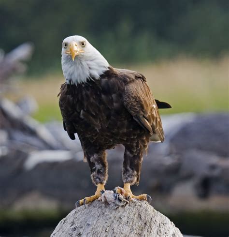 Bald Eagle National Geographic