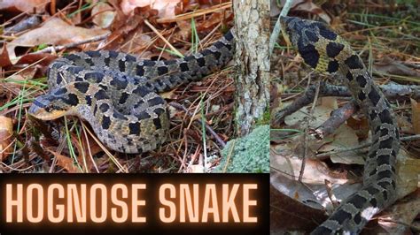 Hognose Snake Heterodon Platirhinos Massachusetts Snakes New