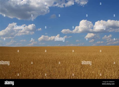 Backdrop Of Yellow Wheat Ears Field On The Cloudy Blue Sky Background