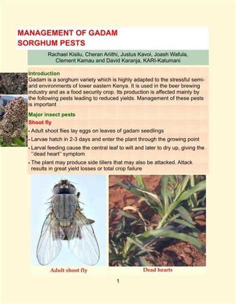 Management Of Gadam Sorghum Pests