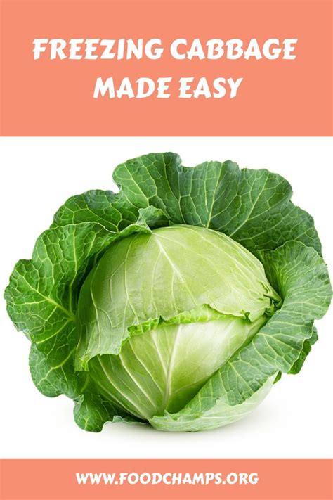 Freeze Cabbage For Year Round Use