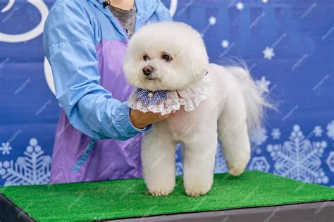 Premium Photo | Bichon frise after haircut on the table