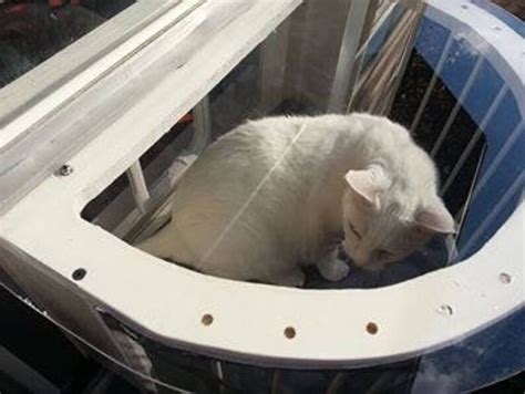 Cat Solarium Sunroom Package The Ultimate Cat Window Box Etsy