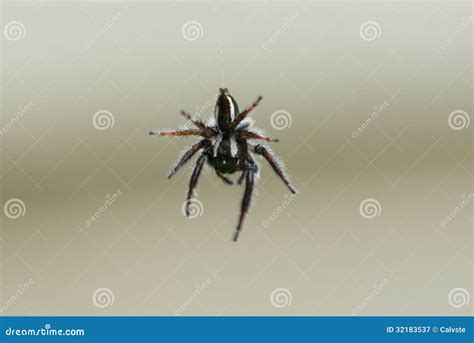 Aranha Preta E Branca é Venenosa - 8