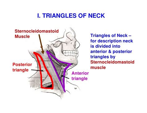 Neck Triangles