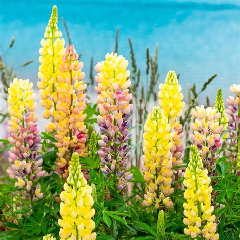 New Yellow Lupine Plants For Sale Lupinus Gallery Yellow Easy To