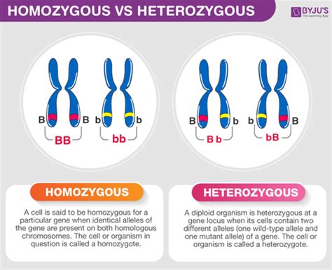 Biology Lab Mendelian Genetics Flashcards Quizlet