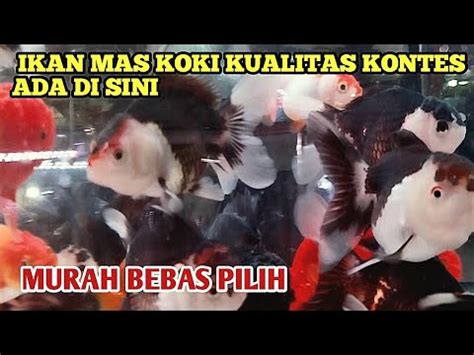 Ikan Mas Koki Siap Kontes Di Jual Murah Di Lapak Ini Update Harga