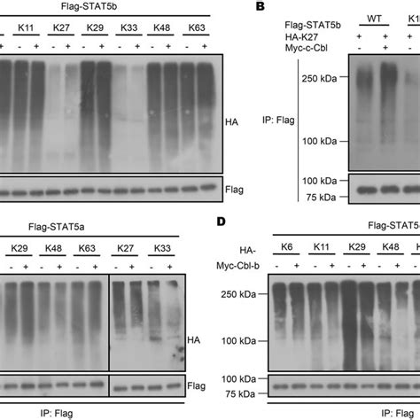 Cbl B And C Cbl Mediate K27 And K29 Linked Ubiquitination Of Stat5a B Download Scientific