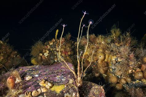 Tubularia Hydroid Stock Image C0561372 Science Photo Library