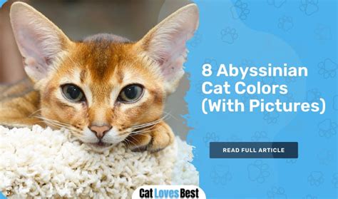 7 Abyssinian Cat Breed Colors With Pictures