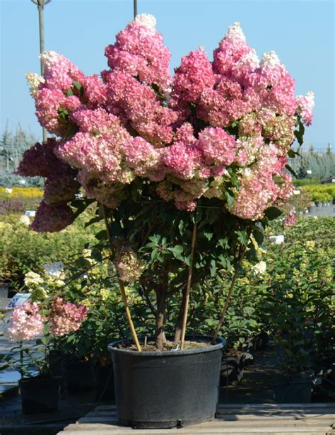 Гортензия метельчатая `Ваниль Фрейз`, Hydrangea paniculata `Vanille ...