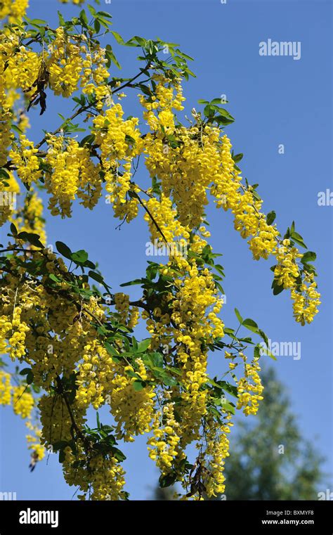 Golden Chain Tree Golden Rain Tree Laburnum Anagyroides Cytisus