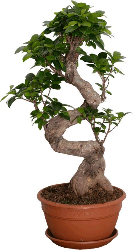 Kamerplant Van Botanicly Chinese Vijg Hoogte 65 Cm Ficus