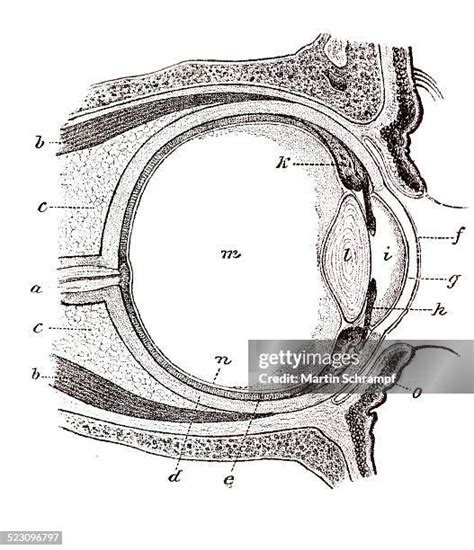 Anatomic Eye Photos And Premium High Res Pictures Getty Images