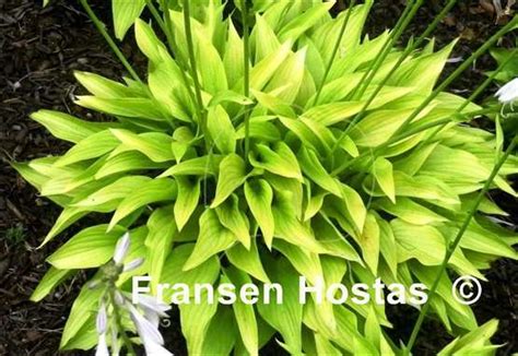 Hosta Golden Fh Collection 2024 Fransen Hostas