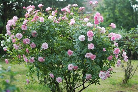 Premium Photo Beautiful Pink Rose Flower Bush In Summer Garden