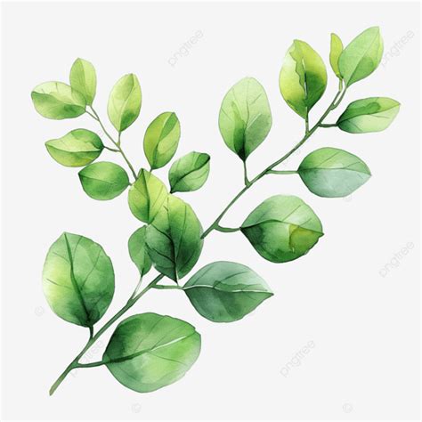 Verde Acuarela Pintura Natural Hojas Rama PNG Dibujos Acuarela