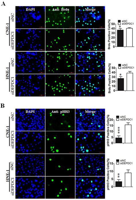 Depdc1 Depletion Causes Mitotic Cell Cycle Arrest A Cne 1 And Hne 1