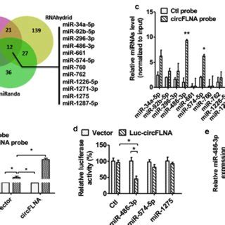 Circflna Functions As A Sponge Of Mir P In Lscc Cell A Venn