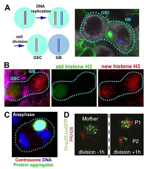 Biased Segregation Of Cellular Components During Asymmetric Stem Cell Download Scientific