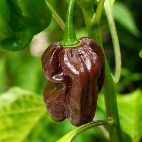 Chilli Pepper Habanero Chocolate Seeds Croft Seeds