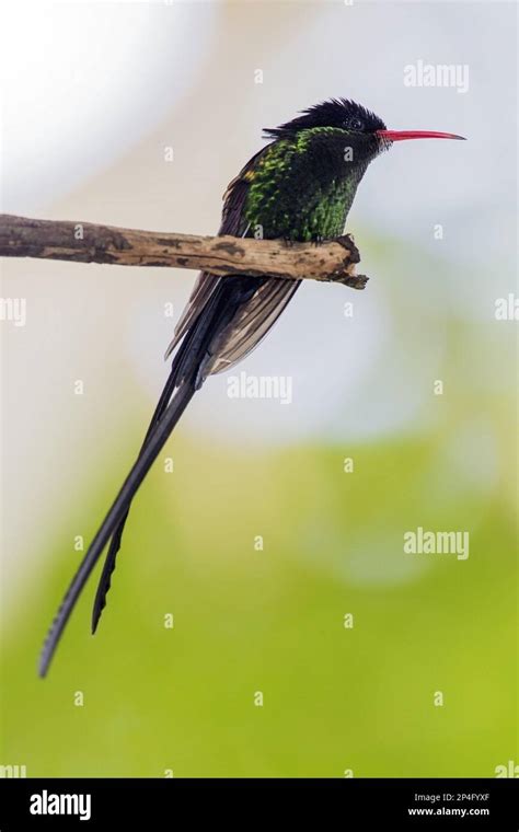 Pennant Tailed Jamaica Hummingbird Red Billed Jamaican Sylph Pennant