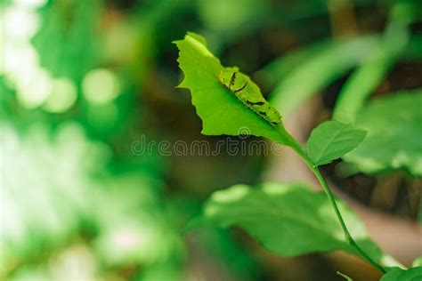 Caterpillar Gusano Verde Grande En El Parque Foto De Archivo Imagen