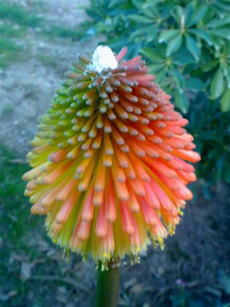 Fotos De Flores Raras Y Bonitas