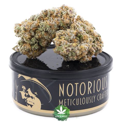 Notorious THC Craft Scooby Snacks 7 Grams Ganja West Online