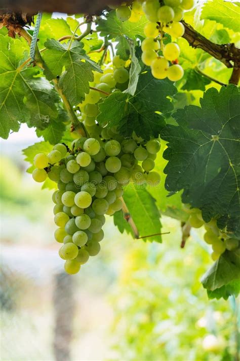 Tomada Vertical De Uvas Em Vinhas Prontas Para Colheita Em Setembro