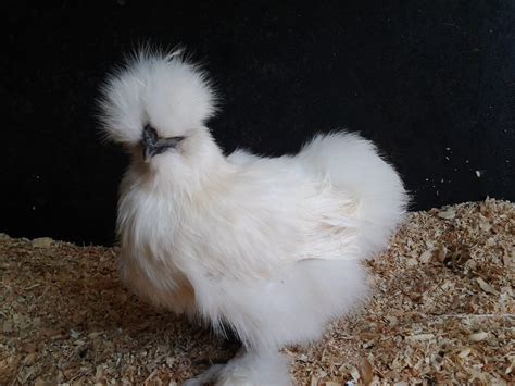 Silkie Pullet Or Cockerel Backyard Chickens Learn How To Raise Chickens