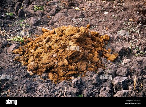 Pile Of Manure Hi Res Stock Photography And Images Alamy