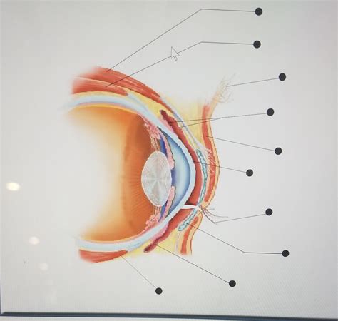 Eye Diagram Quizlet