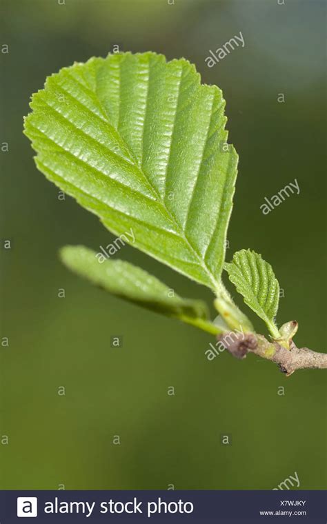 Common Alder Alnus Glutinosa Leaves High Resolution Stock Photography