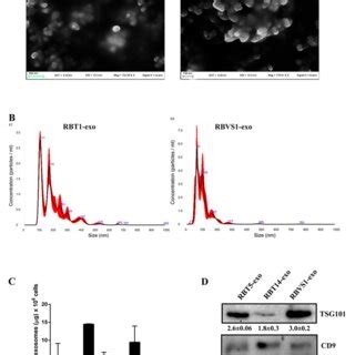 Proteomic Analysis Of Rbt And Rbvs Derived Exosomes A Venn Diagram