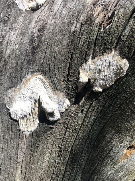 Subantrodia Juniperina From Yavapai County US AZ US On August 26