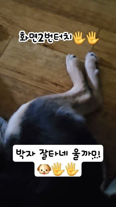 까미의 발재간🐶🐶구독과좋아요 Doglover Dog 강아지 진돗개까미 진돗개브이로그진돗개일상 Youtube