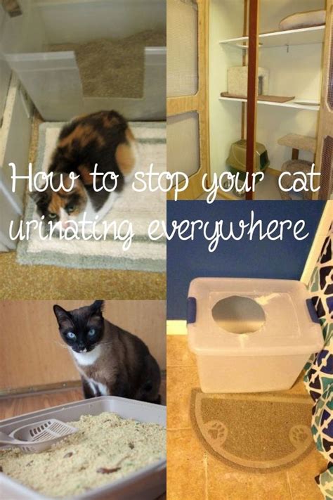 How To Teach Your Cat Use Litter Box | Cats, Cat care, Litter box