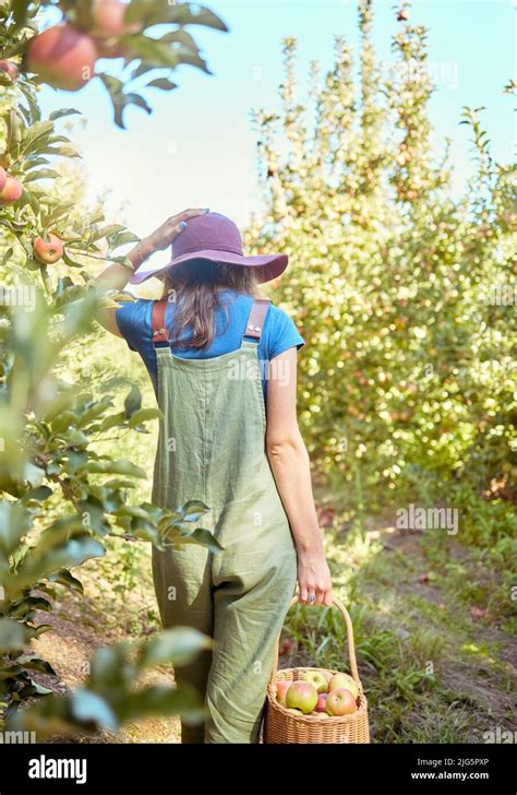 One Farmer Harvesting Juicy And Nutritious Organic Fruit In Summer Season Woman Holding A