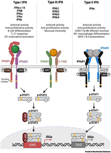 Recent And Future Perspectives On Engineering Interferons And Other